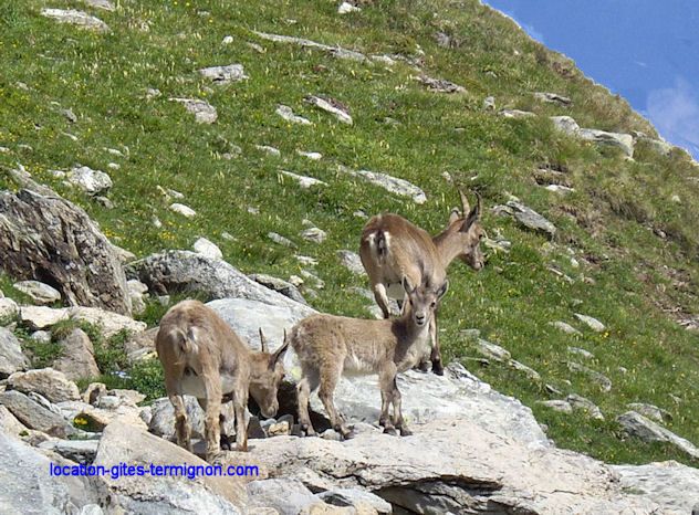 foto 12 Affitto tra privati Termignon la Vanoise appartement Rodano Alpi Savoia