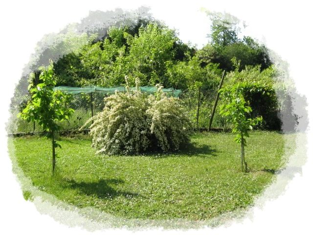 foto 16 Affitto tra privati Peschiera del Garda appartement Veneto Verona (provincia di) Giardino