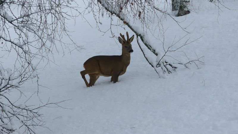 foto 3 Affitto tra privati Les Gets chalet Rodano Alpi Alta Savoia Vista dalla casa vacanze