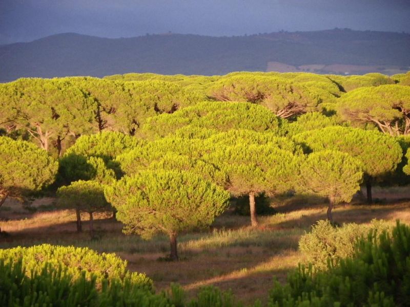 foto 22 Affitto tra privati Principina a Mare appartement Toscana Grosseto (provincia di) Vista nelle vicinanze