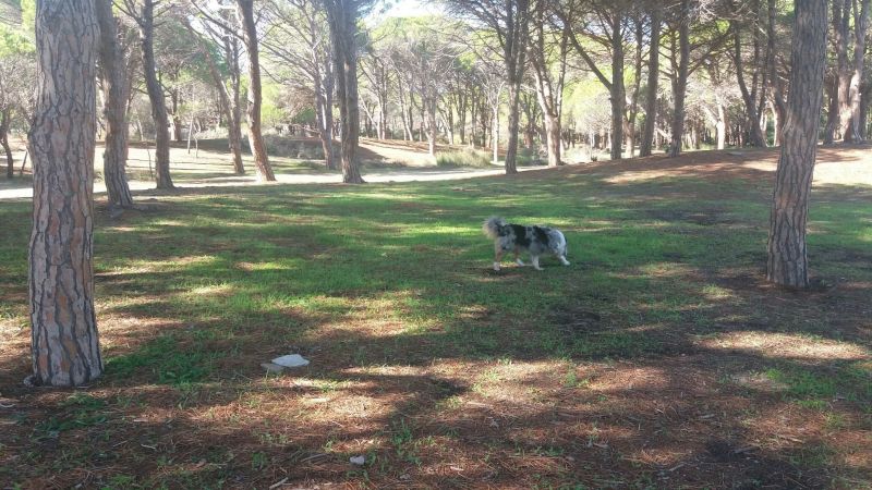 foto 17 Affitto tra privati Sa Petra Ruja villa Sardegna Nuoro (provincia di) Altra vista