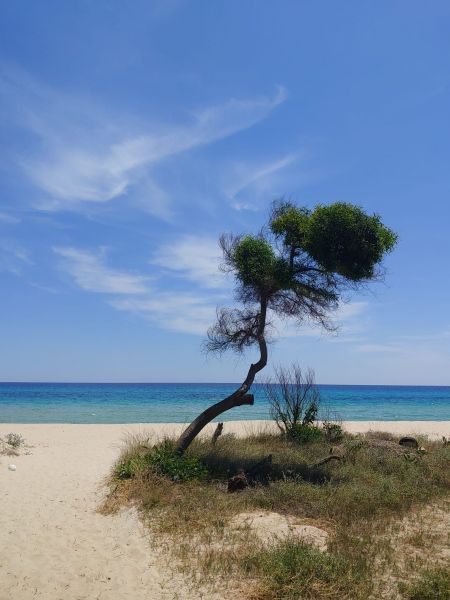 foto 13 Affitto tra privati Costa Rei villa Sardegna Cagliari (provincia di) Spiaggia