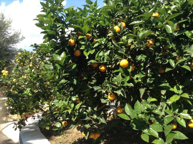 foto 14 Affitto tra privati Avola studio Sicilia Siracusa (provincia di) Giardino