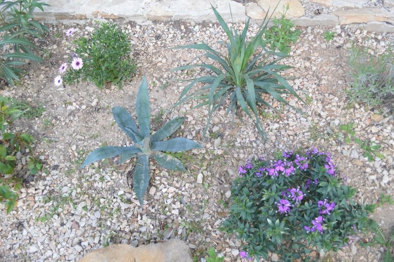 foto 14 Affitto tra privati La Ciotat gite Provenza Alpi Costa Azzurra Bocche del rodano Giardino