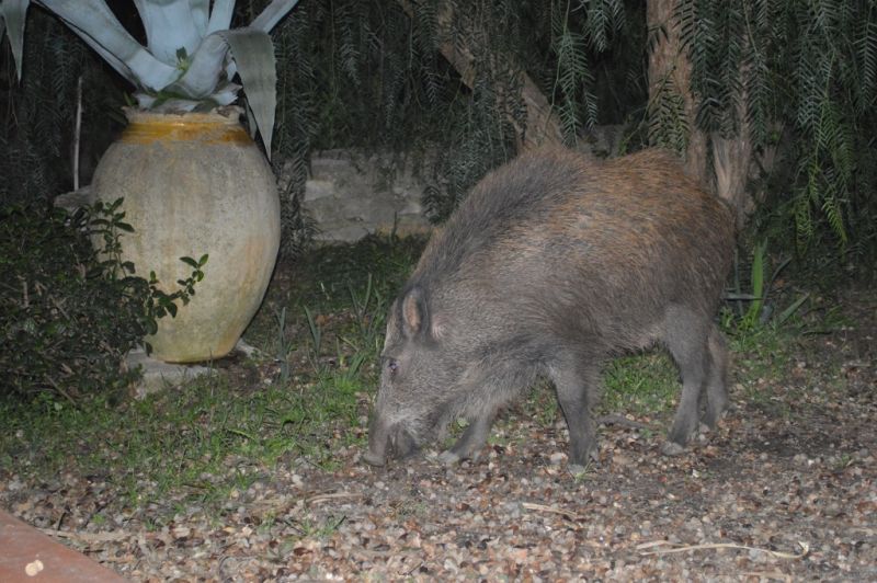 foto 24 Affitto tra privati La Ciotat gite Provenza Alpi Costa Azzurra Bocche del rodano Giardino