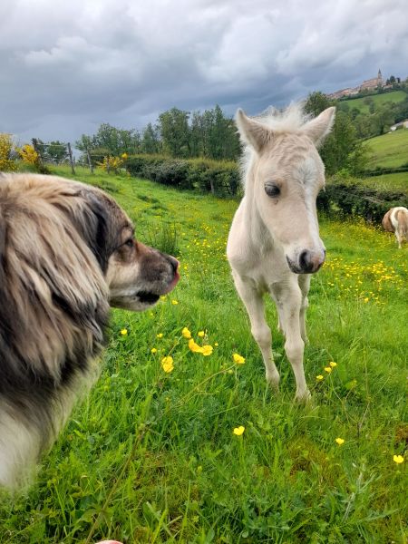 foto 10 Affitto tra privati  gite Rodano Alpi Loira