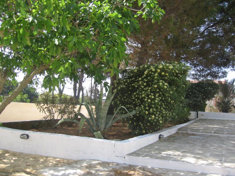 foto 17 Affitto tra privati Pescoluse appartement Puglia Lecce (provincia di) Giardino