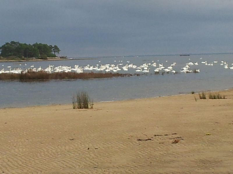 foto 17 Affitto tra privati Andernos les Bains maison Aquitania Gironda (Gironde) Vista nelle vicinanze