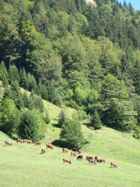 foto 17 Affitto tra privati Le Grand Bornand appartement Rodano Alpi Alta Savoia Vista dalla casa vacanze