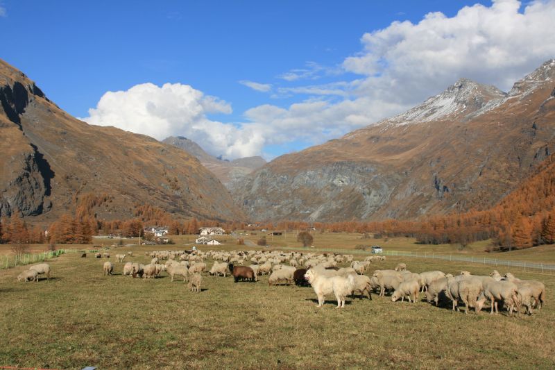 foto 14 Affitto tra privati Val Cenis appartement Rodano Alpi Savoia Altra vista