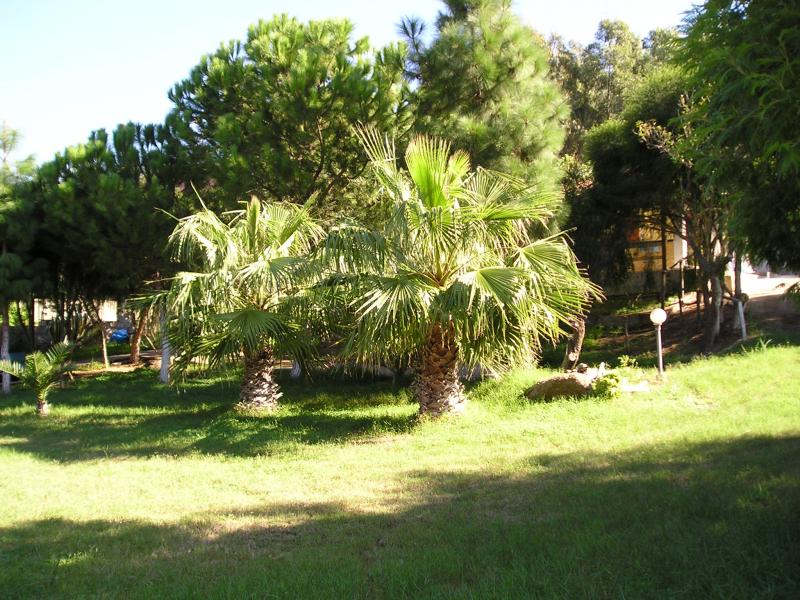 foto 10 Affitto tra privati Villasimius maison Sardegna Cagliari (provincia di) Giardino