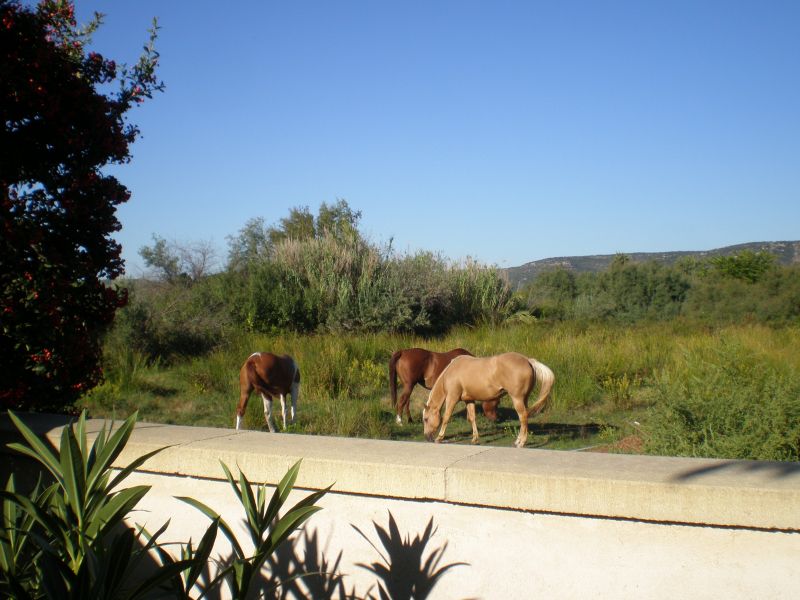 foto 5 Affitto tra privati Frontignan maison Linguadoca-Rossiglione Hrault Vista dalla casa vacanze