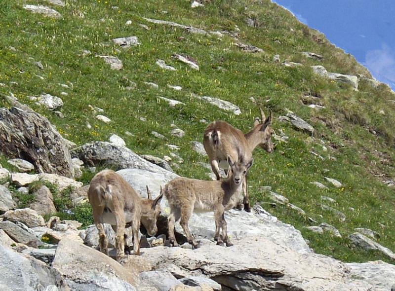 foto 14 Affitto tra privati Termignon la Vanoise gite Rodano Alpi Savoia