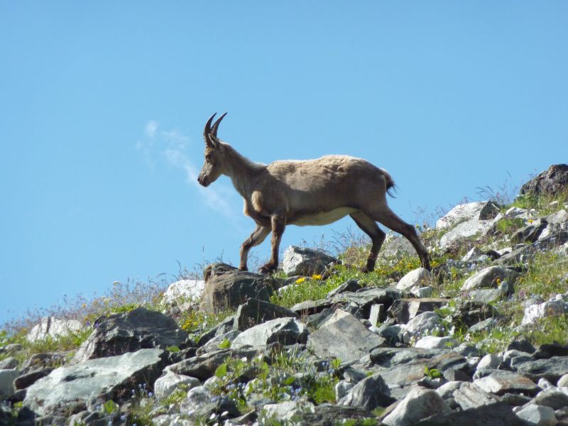 foto 22 Affitto tra privati Pralognan la Vanoise appartement Rodano Alpi Savoia Altra vista