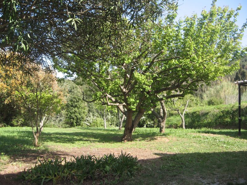 foto 9 Affitto tra privati Capoliveri appartement Toscana Isola d'Elba Giardino