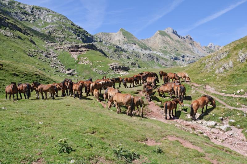 foto 17 Affitto tra privati Saint Lary Soulan studio Midi Pirenei (Midi-Pyrnes) Alti pirenei (Hautes-Pyrnes) Vista nelle vicinanze