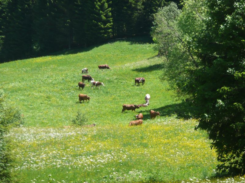 foto 15 Affitto tra privati Chtel appartement Rodano Alpi Alta Savoia