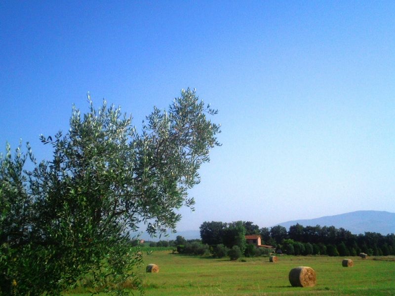 foto 23 Affitto tra privati Cortona maison Toscana Arezzo (provincia di) Vista esterna della casa vacanze