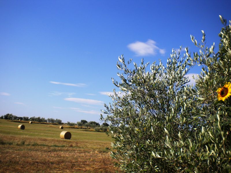 foto 14 Affitto tra privati Cortona maison Toscana Arezzo (provincia di) Vista dalla casa vacanze