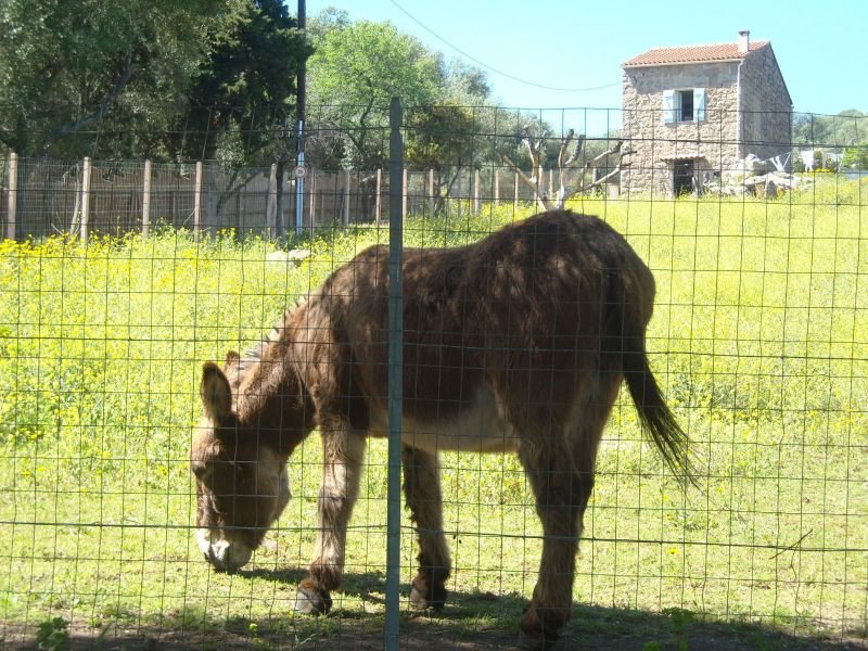 foto 28 Affitto tra privati Porto Pollo villa Corsica Corsica del Sud