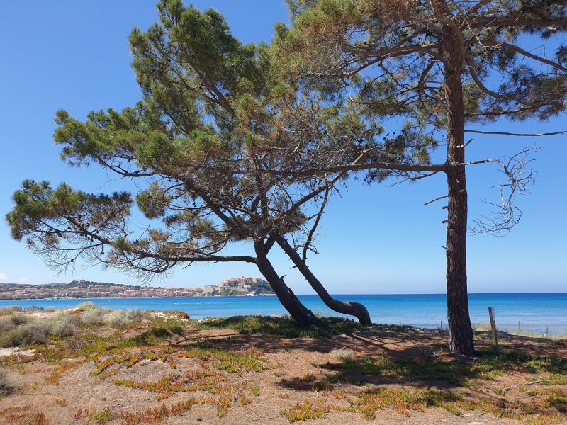 foto 17 Affitto tra privati Calvi maison Corsica Corsica settentrionale Spiaggia