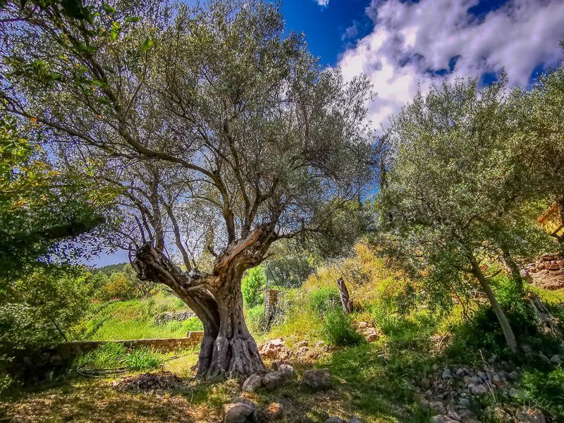 foto 1 Affitto tra privati Cuers studio Provenza Alpi Costa Azzurra Var Vista dalla casa vacanze