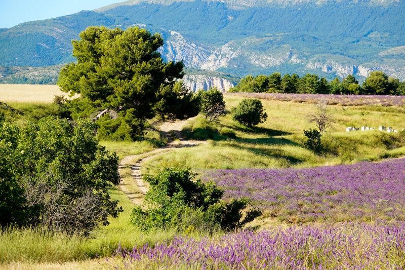 foto 20 Affitto tra privati Allemagne en Provence maison Provenza Alpi Costa Azzurra Alpi dell'Alta Provenza (Alpes de Haute-Provence) Vista nelle vicinanze