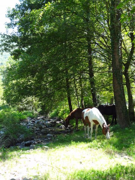 foto 20 Affitto tra privati Tarascon sur Arige gite Midi Pirenei (Midi-Pyrnes) Arige Vista nelle vicinanze