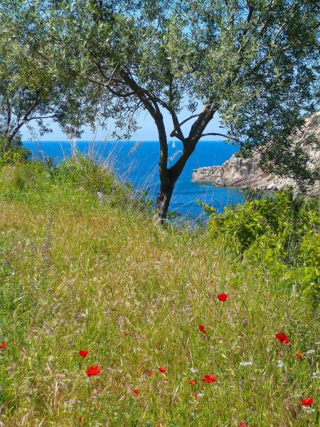 foto 18 Affitto tra privati Rio nell'Elba appartement Toscana Isola d'Elba Vista nelle vicinanze