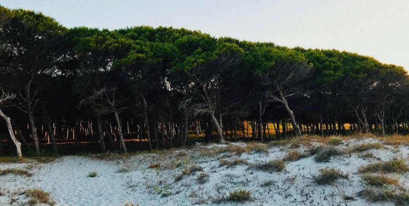 foto 18 Affitto tra privati Sa Petra Ruja appartement Sardegna Nuoro (provincia di) Spiaggia