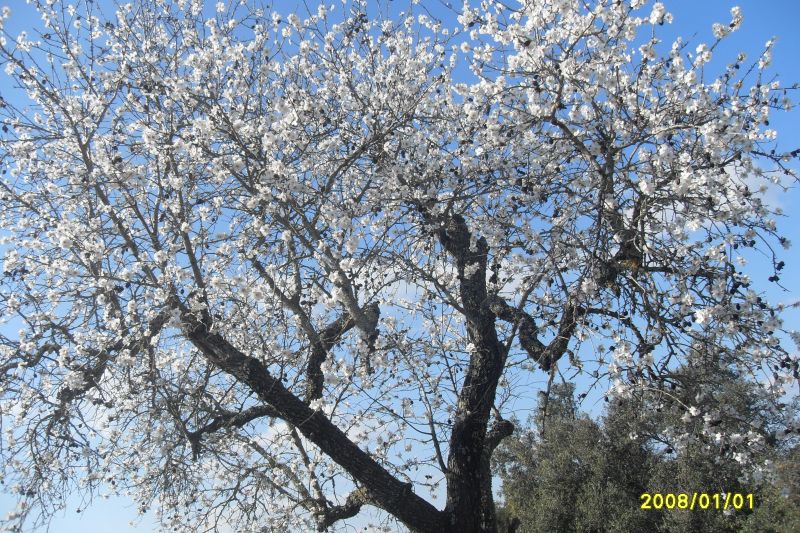 foto 22 Affitto tra privati Armao de Pera gite Algarve