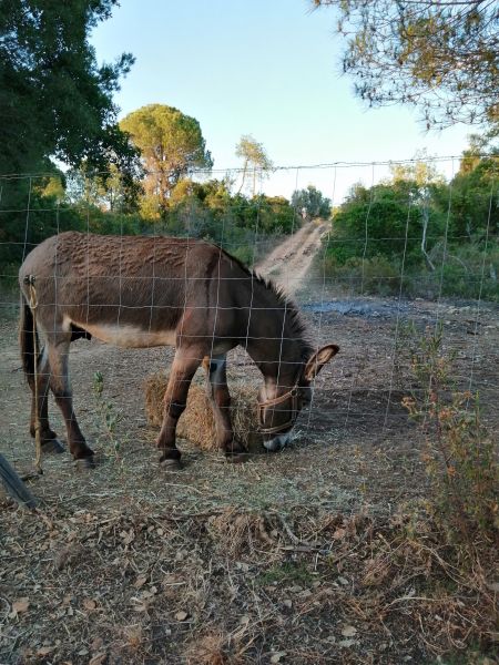 foto 26 Affitto tra privati Armao de Pera gite Algarve