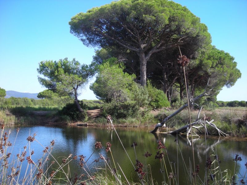 foto 17 Affitto tra privati Principina a Mare maison