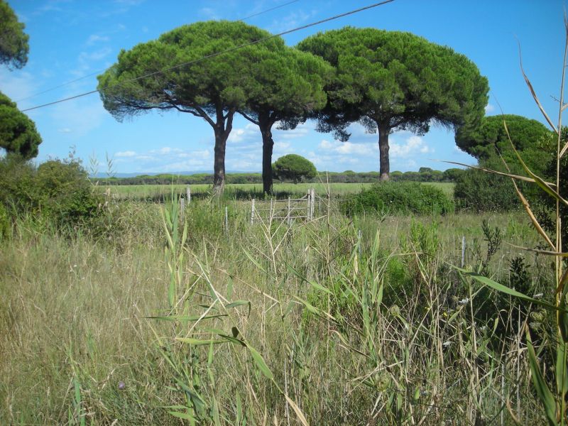 foto 18 Affitto tra privati Principina a Mare maison