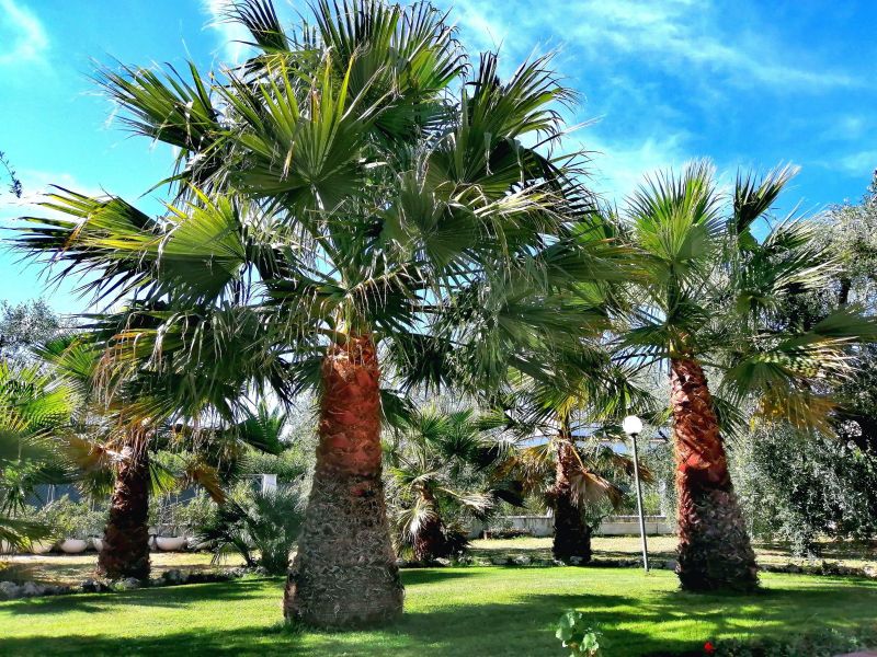 foto 1 Affitto tra privati Peschici appartement Puglia Foggia (provincia di) Giardino