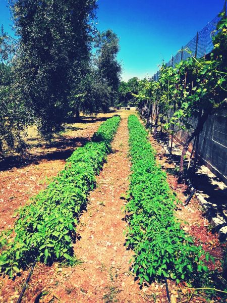 foto 8 Affitto tra privati Peschici appartement Puglia Foggia (provincia di)