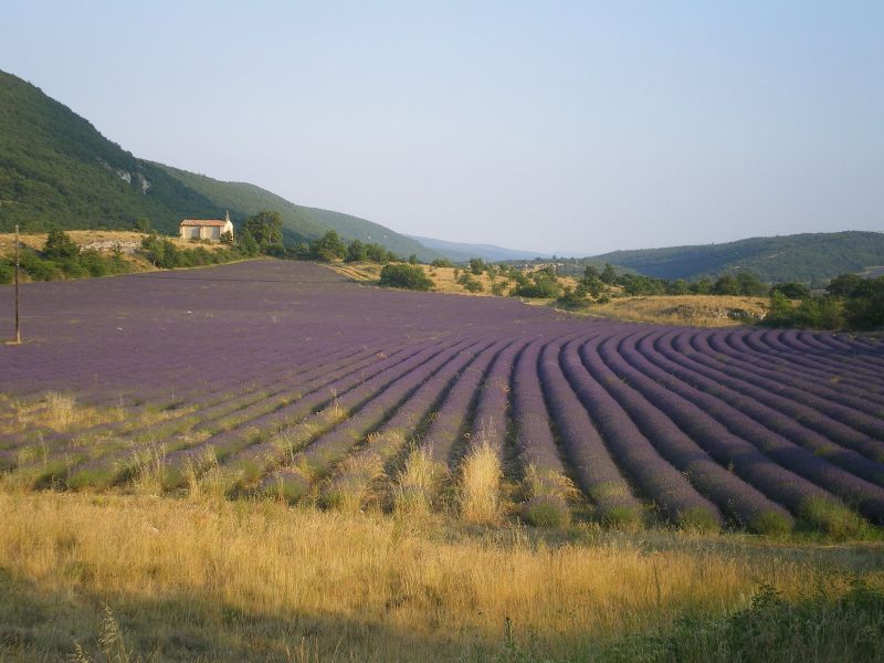 foto 9 Affitto tra privati Forcalquier gite Provenza Alpi Costa Azzurra Alpi dell'Alta Provenza (Alpes de Haute-Provence)