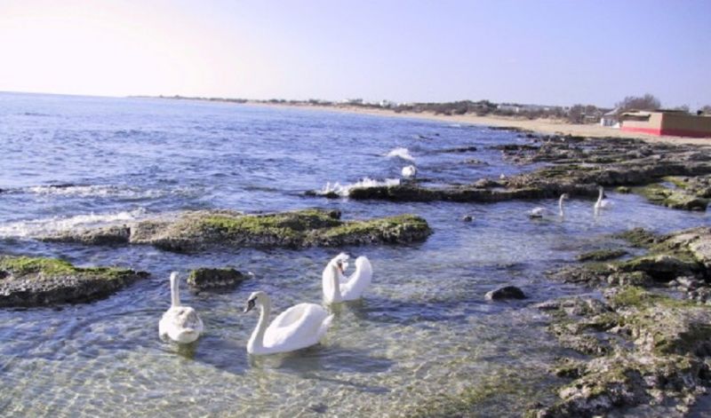 foto 25 Affitto tra privati Torre Vado villa Puglia Lecce (provincia di) Spiaggia