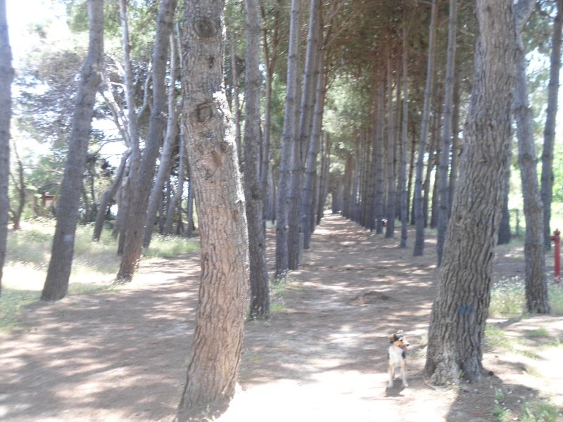 foto 7 Affitto tra privati Pineto appartement Abruzzo Teramo (provincia di) Spiaggia