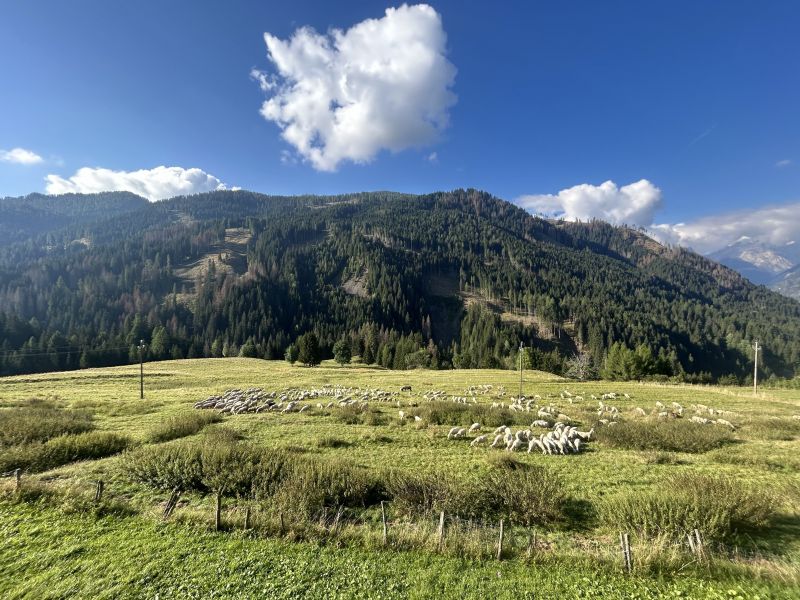 foto 4 Affitto tra privati Selva di Cadore appartement Veneto Belluno (provincia di)