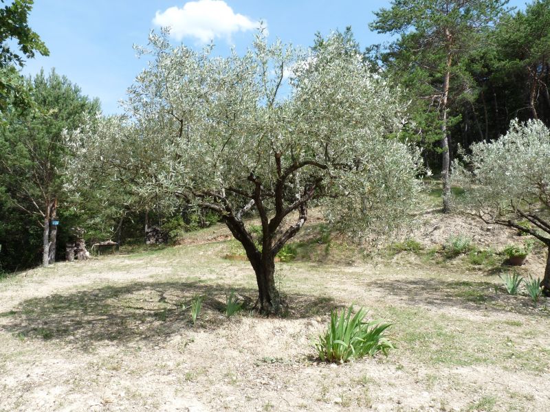 foto 6 Affitto tra privati Buis les Baronnies villa Rodano Alpi Drme Giardino