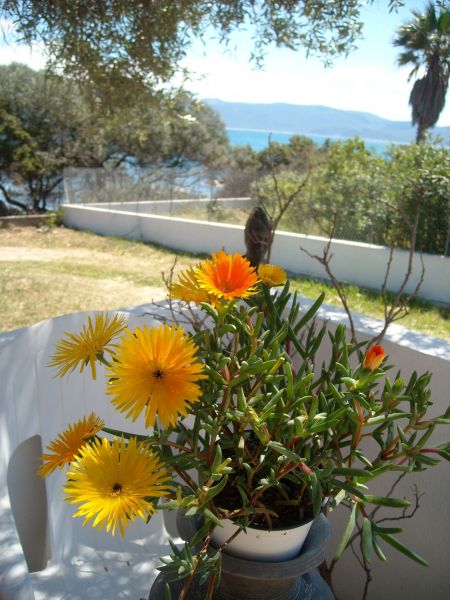 foto 24 Affitto tra privati Porto Pollo villa Corsica Corsica del Sud Vista dal terrazzo