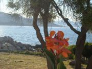 Affitto case vacanza Corsica per 4 persone: villa n. 108871