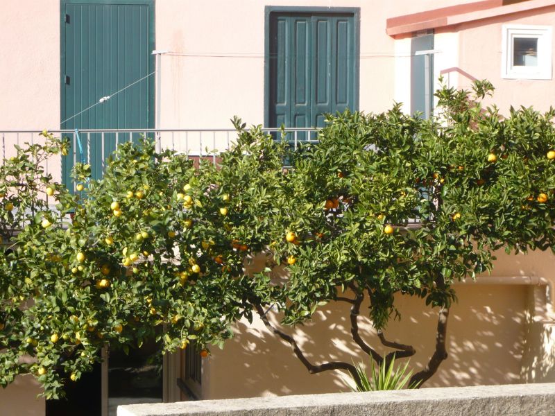 foto 11 Affitto tra privati Collioure appartement Linguadoca-Rossiglione Pirenei Orientali (Pyrnes-Orientales)