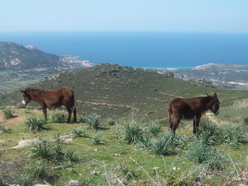 foto 14 Affitto tra privati Lumio studio Corsica Corsica settentrionale Vista esterna della casa vacanze