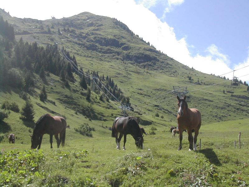 foto 17 Affitto tra privati Morzine appartement Rodano Alpi Alta Savoia