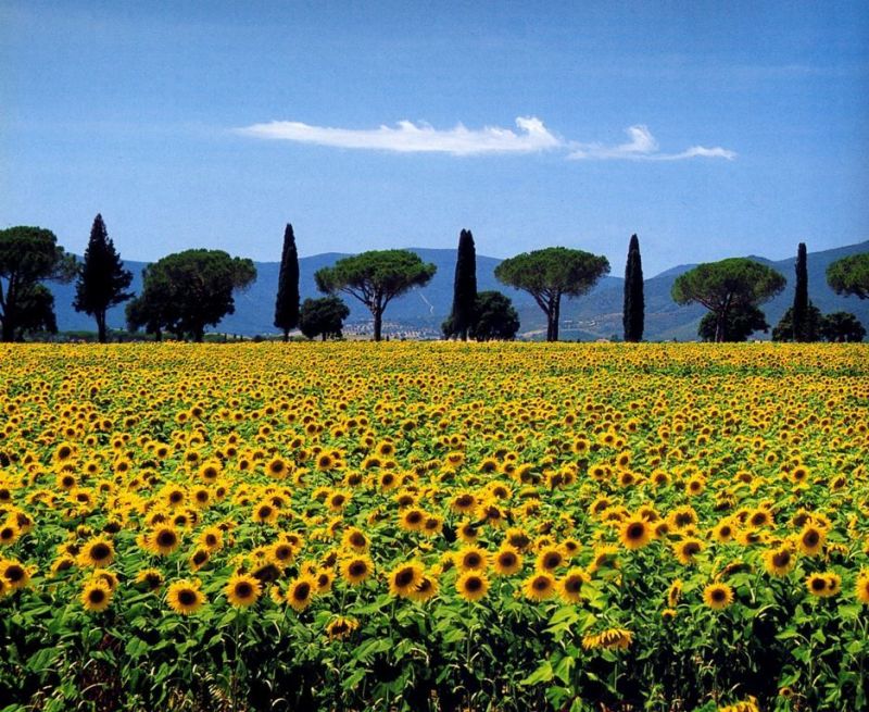 foto 8 Affitto tra privati Principina a Mare studio Toscana Grosseto (provincia di) Vista nelle vicinanze