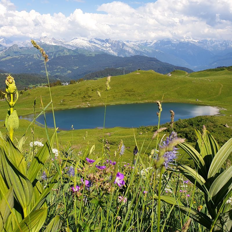 foto 15 Affitto tra privati Praz de Lys Sommand studio Rodano Alpi Alta Savoia